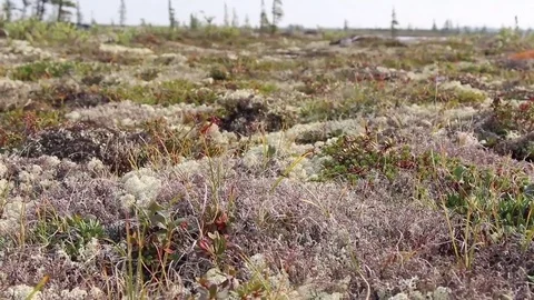 Big rocks in an open field Stock Footage 82121102