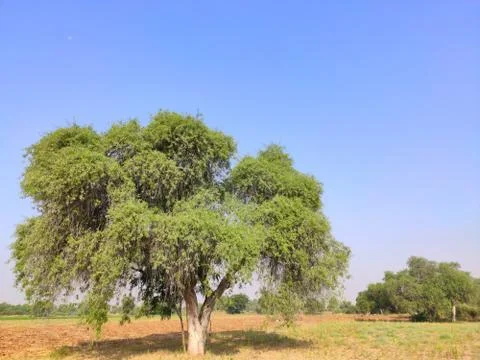 A Big  Rohida Tree Photos