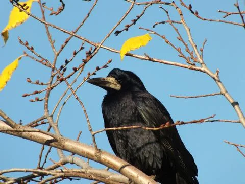 A big rook Stock Photos