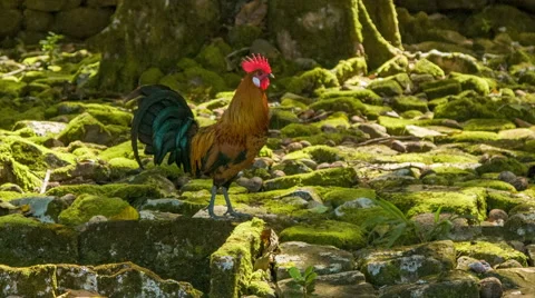 Big Rooster Chicken Walking on Green Mossy Rocks on Moorea Island Stock Footage 61011706
