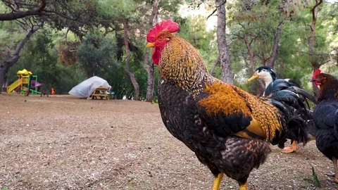 Big rooster close-up. Video stock 104947322