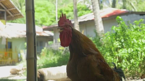 A big rooster cries with his beak open, in the Philippines Stock Footage 235476923