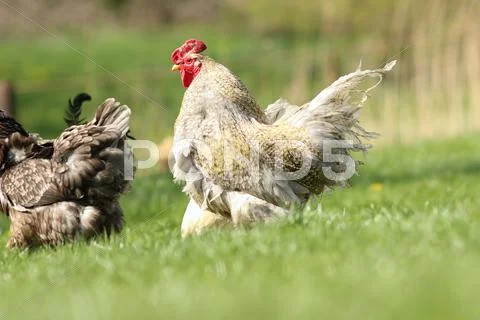Big rooster on green lawn near the bio farm Stock Photos