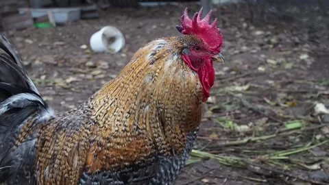 Big rooster with red comb Stock Footage 290244893