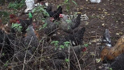 Big rooster with red comb Stock Footage 290245112