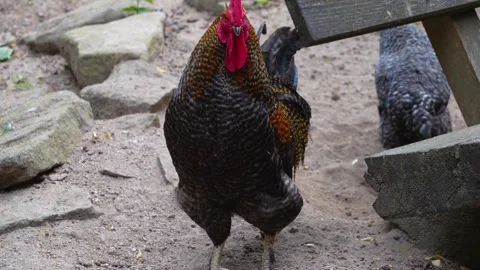 A big rooster standing  Stock Footage 277297279