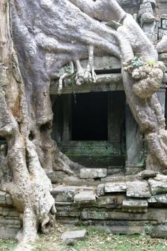 Big root and door Stock Photos
