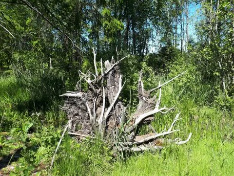 Big root from a tree on a background of green grass Stock Photos