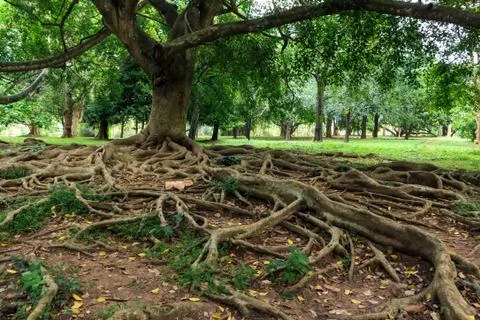 Big roots above the surface Stock Photos
