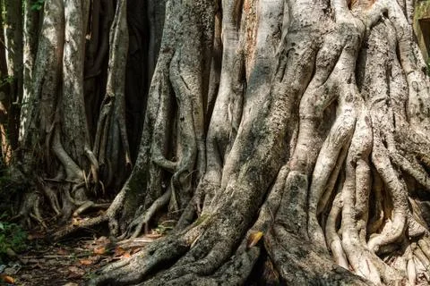 Big roots above the surface Foto stock