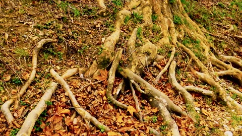 Big roots of old plane tree Stock Footage 140428968