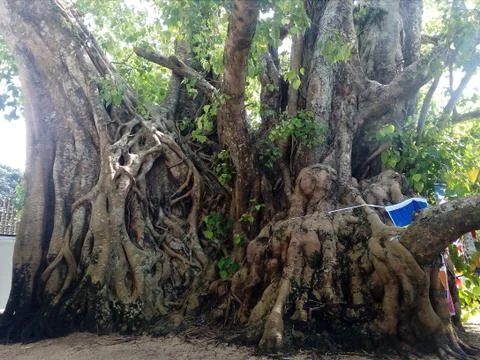 Big Roots Stock Photos