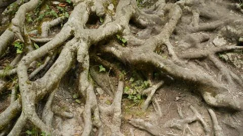 Big roots Stock-Fotos