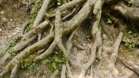 Big roots Stock-Fotos