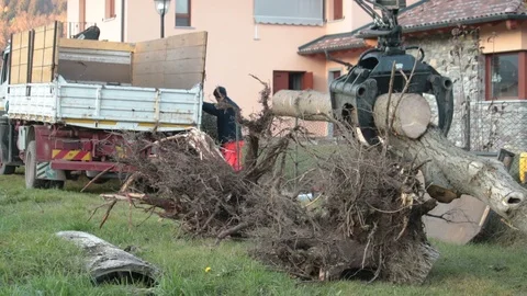 Big roots removed from the ground Vidéo 100151574