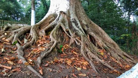Big roots tree Stock Photos