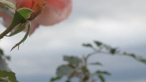 Big Rose against the cloudy sky  Stock Footage 295989703