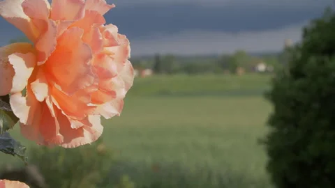 Big Rose against the sky during Sunset  Stock Footage 295969979