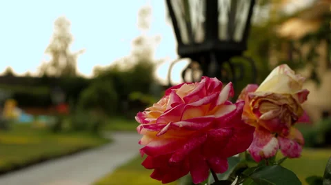 Big Rose landscape design Stock Footage 32757706