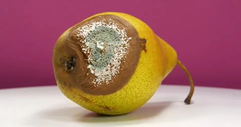 Big rotten pear covered with mold rotates on pink backdrop Stock-Footage 323329986