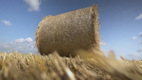 Big round bale of hay straw or wheat on farmland field under blue sky. Stock Footage 158309360