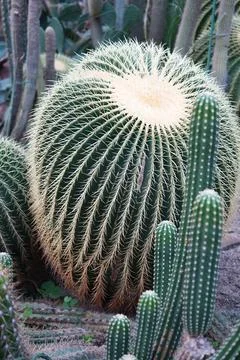 Big round cactus close-up. Stock Photos