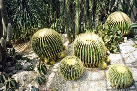 Big round cactus Stock Photos
