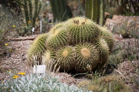 Big round cactus Stock Photos