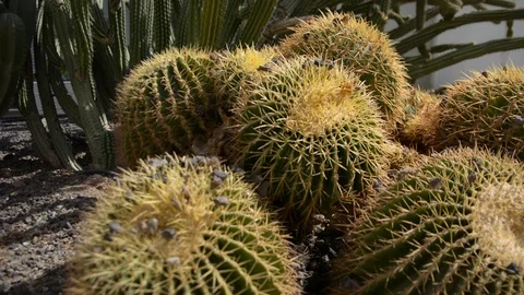 Big round Echinocactus grusonii or Golden barrel cactus zoom in, close up 스톡 동영상 96855581