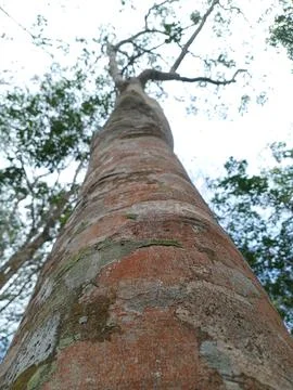 A Big Rubber Tree Foto stock