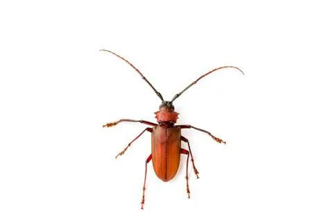 Big rusty beetle isolated tip over on a white background Stock Photos
