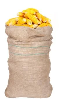 Big sack of corn cobs Stock Photos
