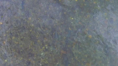 Big salmon caught on spinning. Salmon fishing by means of spinning on the river Stock Footage 119960185