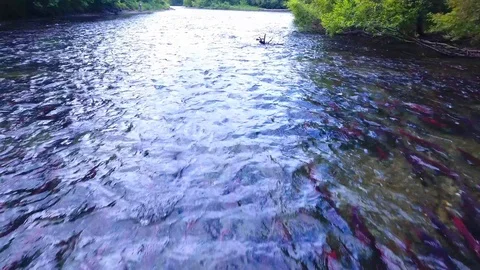 Big salmon caught on spinning. Salmon fishing by means of spinning on the river 库存影片 119964535