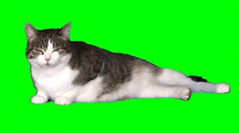 Big satisfied cat Stock Footage 8908391