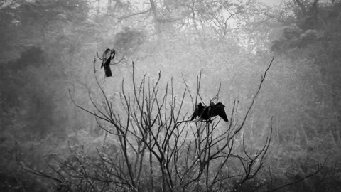 Big savage birds on a tree - Black &amp; White Stock Footage 282472483