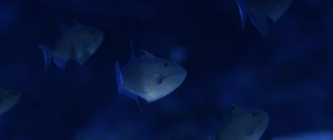 A  big schhool of Redtoothed Triggerfish, Odonus niger, in the blue water, India Stock Footage 123220137