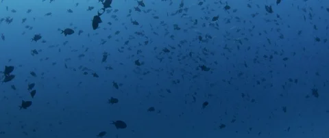 A  big schhool of Redtoothed Triggerfish, Odonus niger, in the blue water, In Stock Footage 123221419