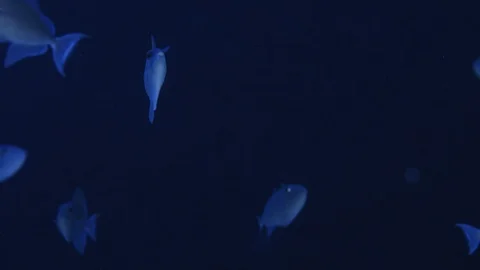 A  big schhool of Redtoothed Triggerfish, Odonus niger, in the blue water, In Video stock 123221859