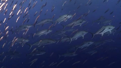 Big School of Amberjacks and schooling Sardines, Mediterranean Sea 스톡 동영상 332504285