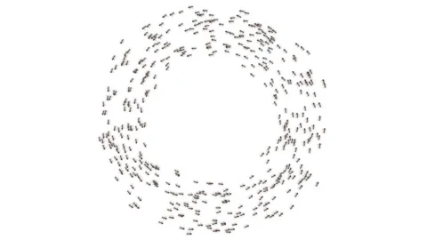 Big school of ants. Stock Footage 97284433