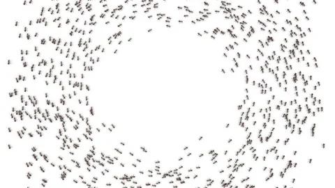Big school of ants. Stock Footage 97285493