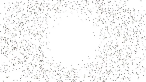 Big school of ants. Stock Footage 97436703