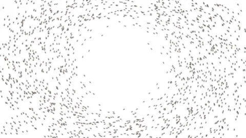 Big school of ants. Stock Footage 97437976