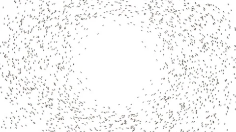 Big school of ants. Stock Footage 97502777