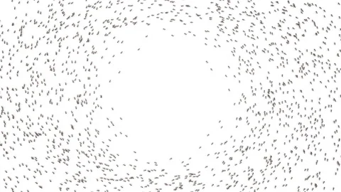 Big school of ants. Stock Footage 97504384