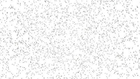 Big school of ants. Video stock 106202143