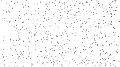 Big school of ants. Video stock 106202620