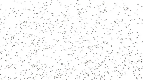 Big school of ants. Stock Footage 106203002