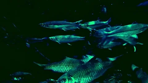 Big school of apollo sharks rapidly swim in dark water lit by light Video stock 73800079